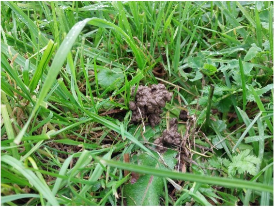 Erdhaufen von Regenwurm